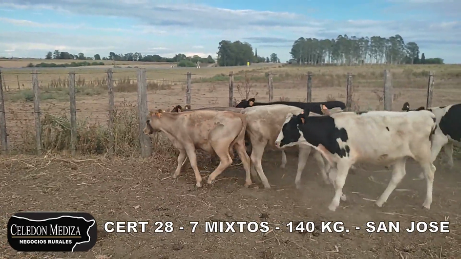 Lote 7 Terneros y Terneras en San José