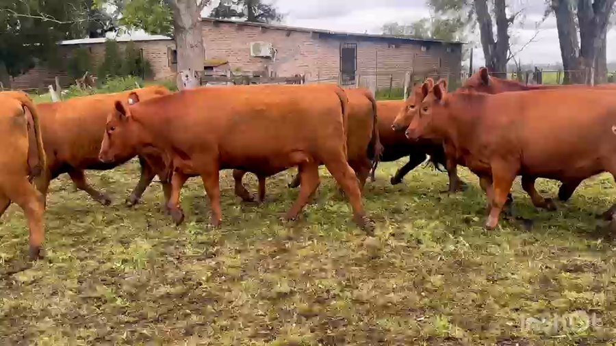 Lote 70 Vaquillonas c/garantía de preñez