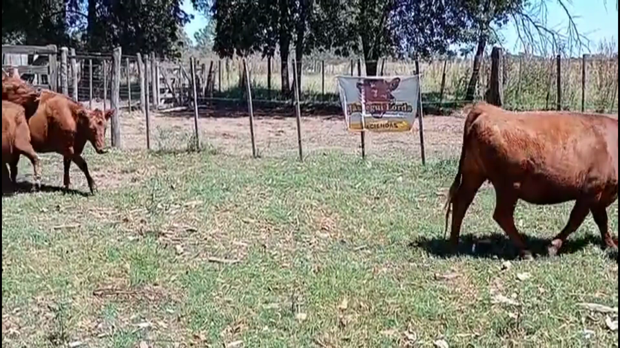 Lote 20 Vaquillonas preñadas