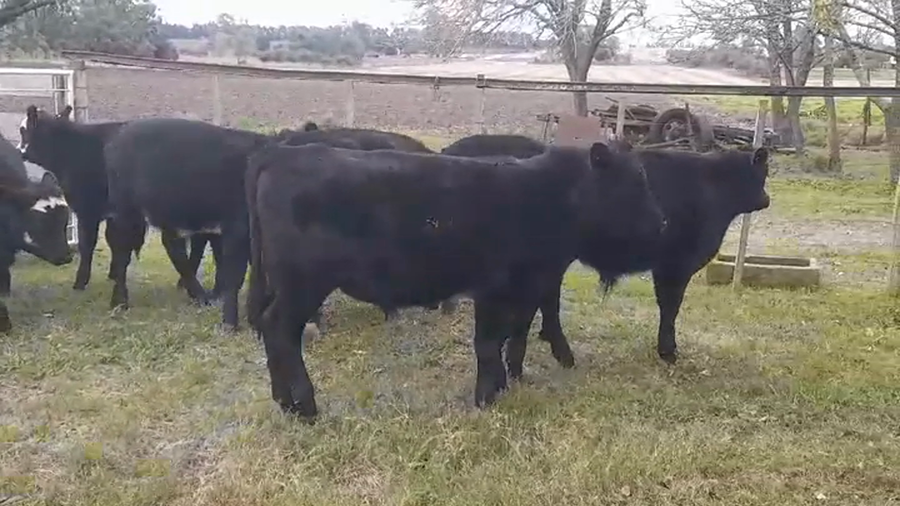Lote (Vendido)7 Terneros AA a remate en #45 Pantalla Carmelo  247kg -  en Juan Gonzalez