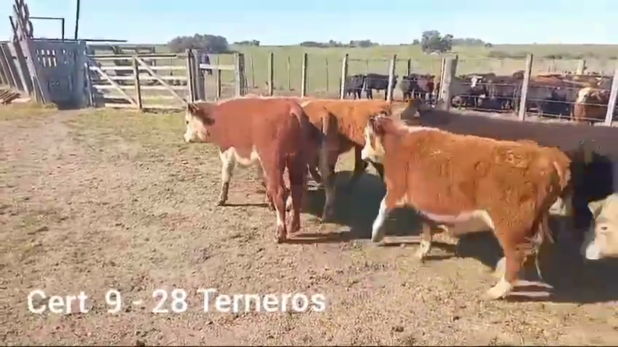 Lote TERNEROS