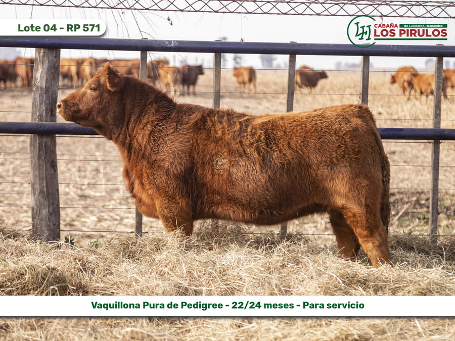 Lote VAQUILLONAS PURAS DE PEDIGREE