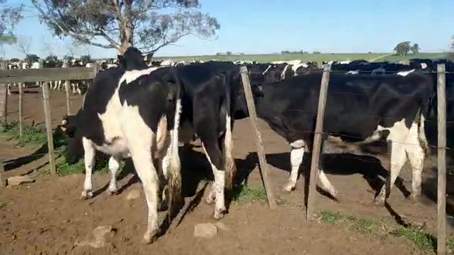 Lote 2 Vaquillonas 1 a 2 años HOLANDO a remate en PANTALLA CAMY - SAN JOSE  1500 VACUNOS 450kg - , San José