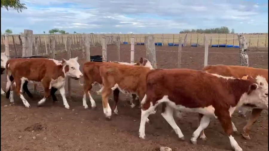 Lote TERNEROS Y TERNERAS