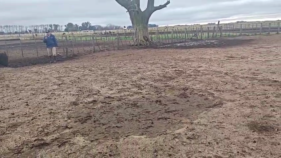 Lote 75 Terneros 25 de Mayo