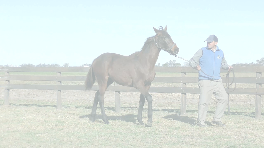 Lote PENNY SWIFT (BACKYARD HEAVEN -  MASTER SING)