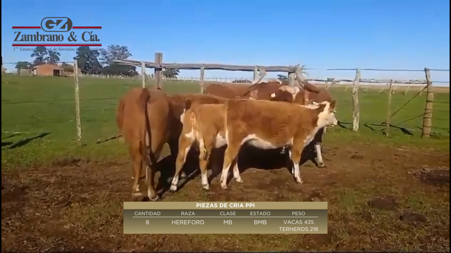 Lote 8 Piezas de cría a remate en 6º Expo Nacional Hereford en Colonia Lavalleja