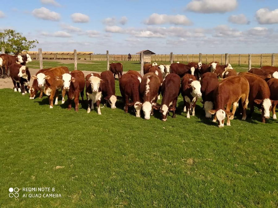 Lote 70 Terneras en Chavarría, Corrientes