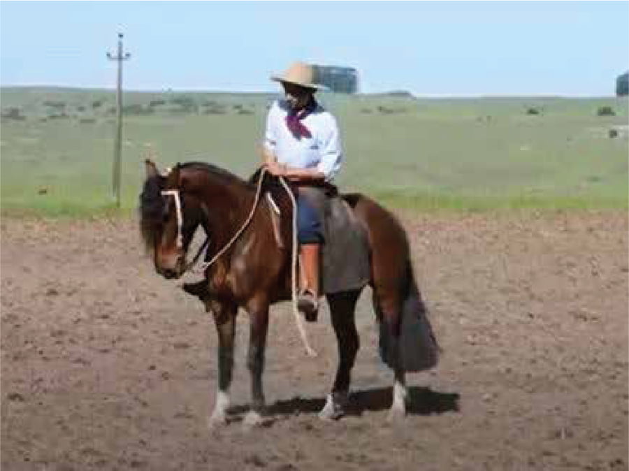 Lote El Gavilán Nutria Mansa (RP 446) Cabaña "El Gavilán"