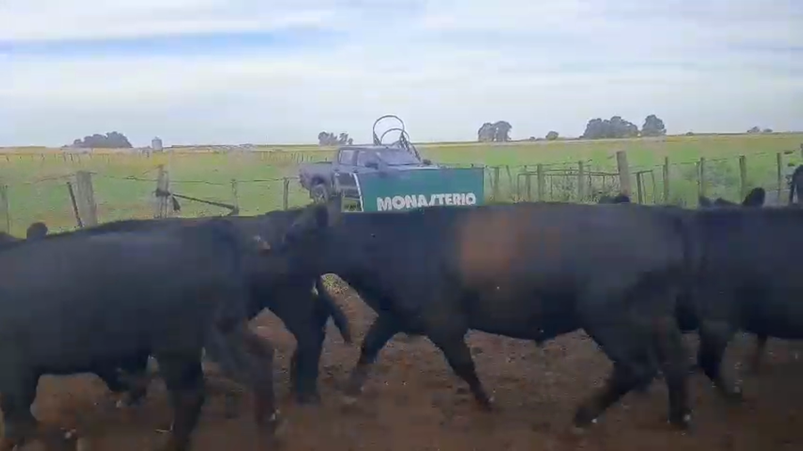 Lote 30 Novillitos PELLEGRINI