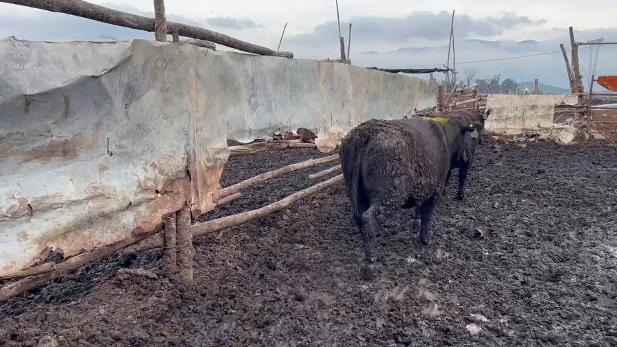 Lote 25 Vaquilla Gorda en Mostazal, VI Región O'Higgins