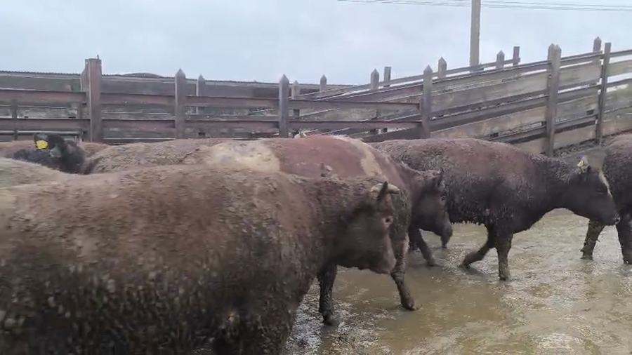 Lote 20 Vaquilla Gorda en Los Ángeles, VIII Región Biobío