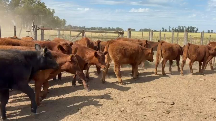 Lote 75 Terneros/as en Buenos Aires, Suipacha