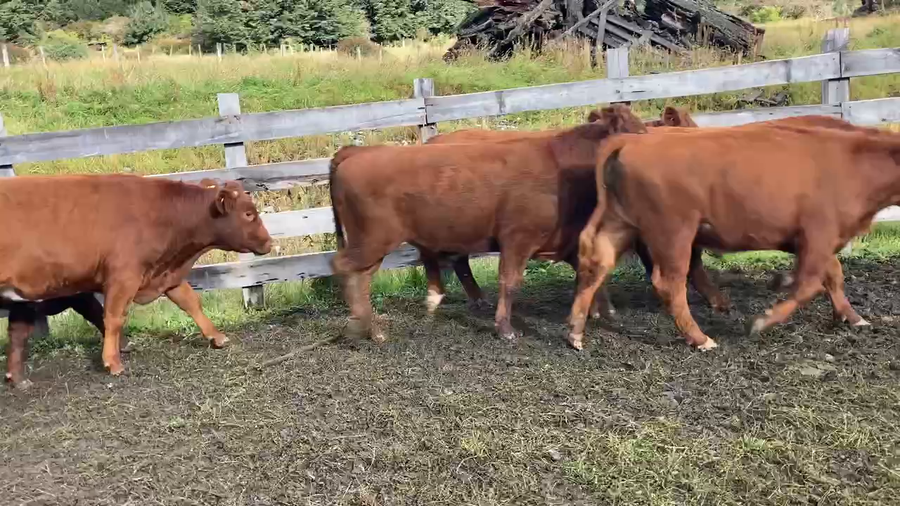 Lote 42 Novillo Engorda en Chile Chico, XI Región Aysén