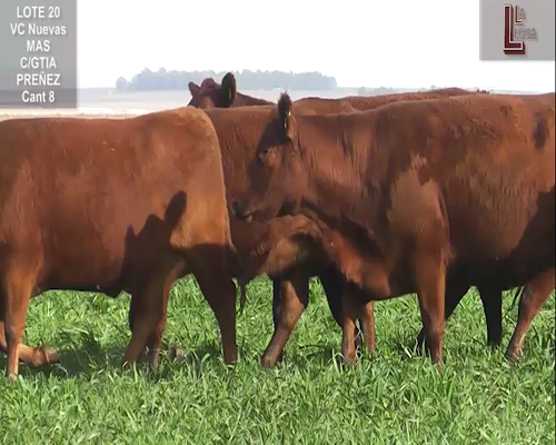 Lote VACAS A. ANGUS COLORADAS  NUEVAS MAS C/ GTIA DE PREÑEZ