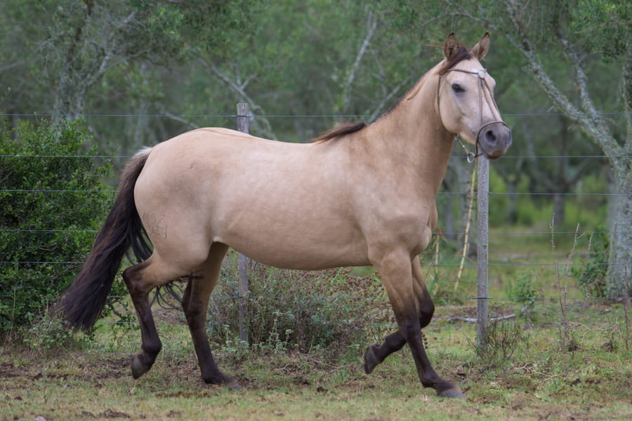 Lote Rivera del Mavial