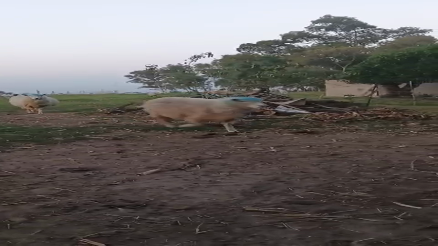 Lote 42 Ovejas en Cerro Largo, Rio Branco