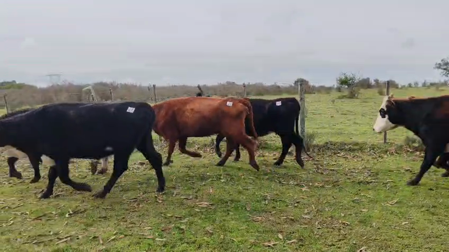 Lote 24 Vacas