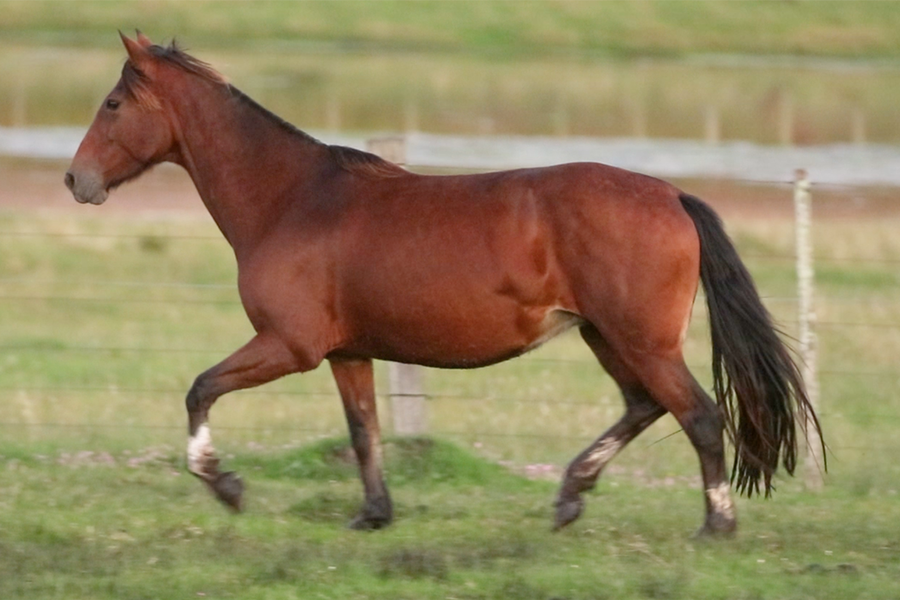 Lote CATANDUVA THEMIS