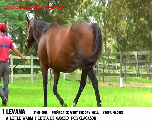 Lote LEVANA