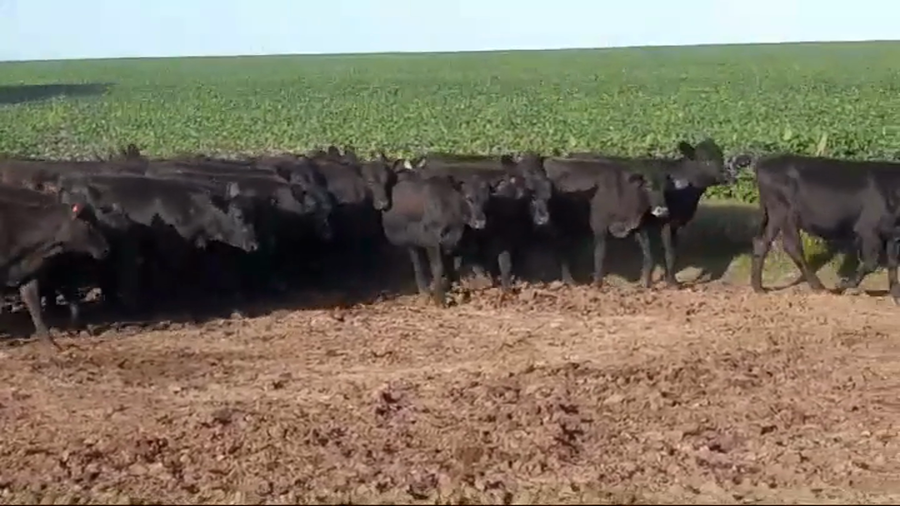 Lote (Vendido)37 Terneras ANGUS a remate en #43 Pantalla Carmelo  210kg -  en VIBORAS Y VACAS