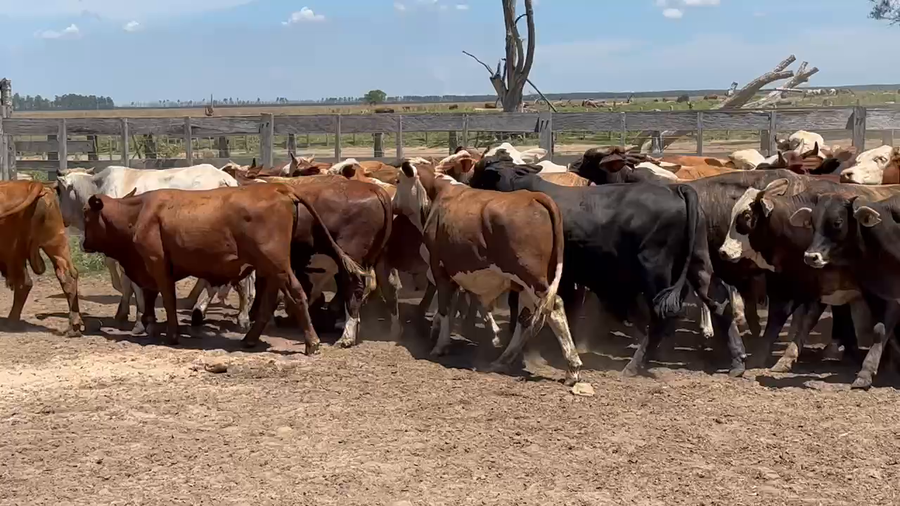 Lote 75 Novillos en Virasoro, Corrientes