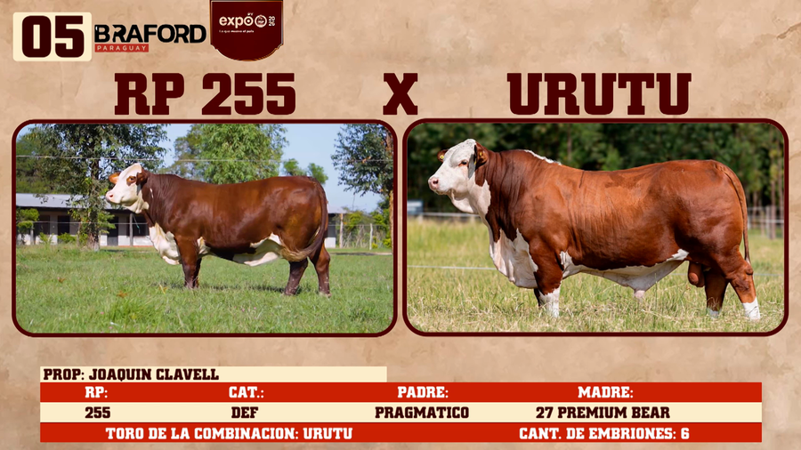 Lote LOTE 5