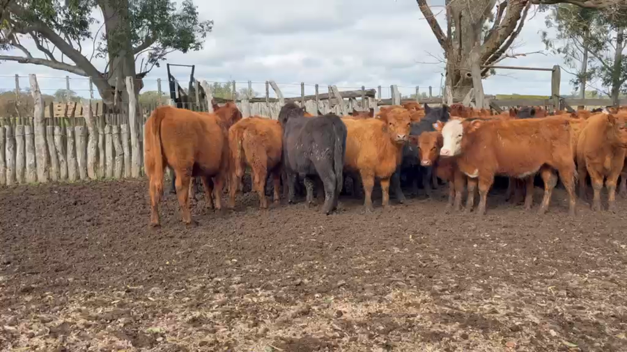 Lote 90 Terneras