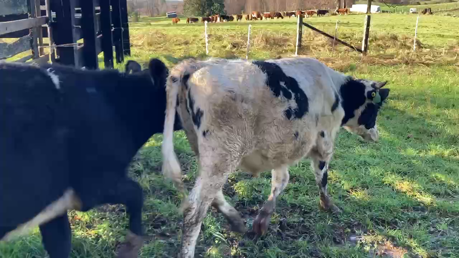 Lote 20 Novillo Engorda en Fresia, X Región Los Lagos