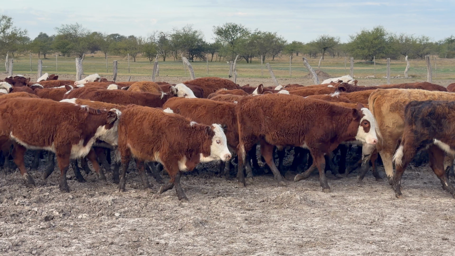 Lote 117 Terneros/as en Corrientes, Curuzu Cuatia