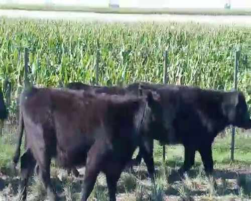 Lote 10 Terneros en Laprida, Buenos Aires