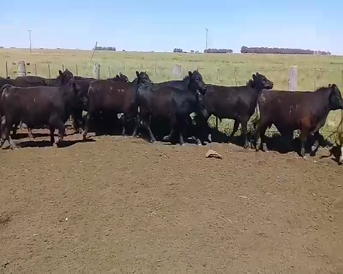 Lote 15 Novillitos en Benito Juárez, Buenos Aires