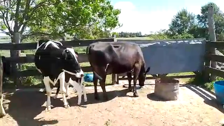 Lote 3 Vaquillonas 1 a 2 años HOLANDO KIWI a remate en REMATE POR PANTALLA, San José