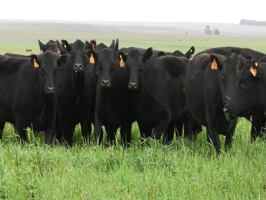 Lote VAQ. ANGUS NEGRAS MAS C/GTÍA DE PREÑEZ