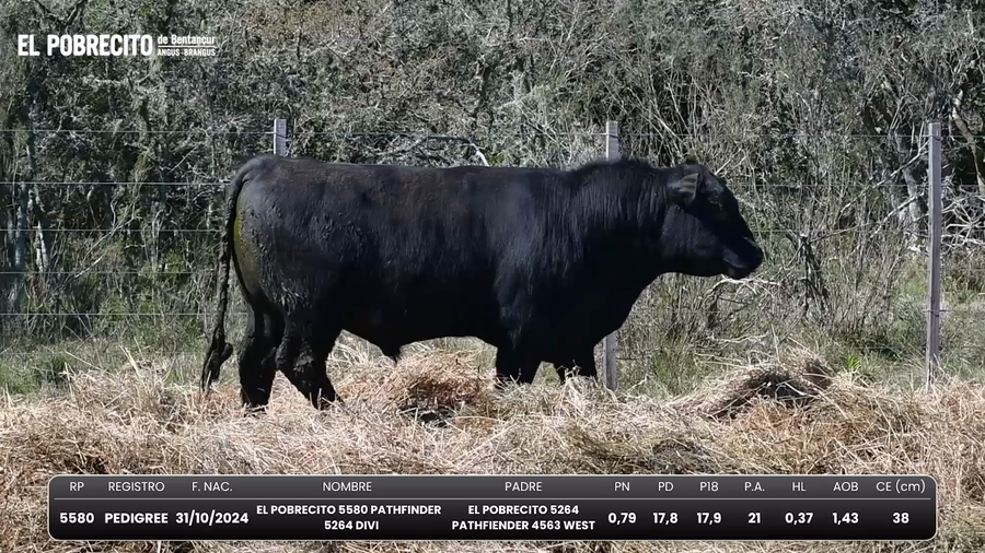 Lote Toros Angus