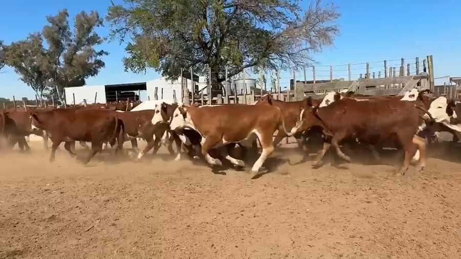 Lote 550 Novillitos