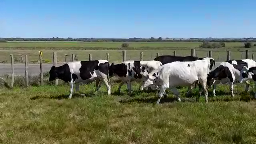 Lote (Vendido)17 Novillos Holando HOLANDO a remate en PANTALLA FEDERICO GARLAND 355kg -  en COLONIA SUIZA