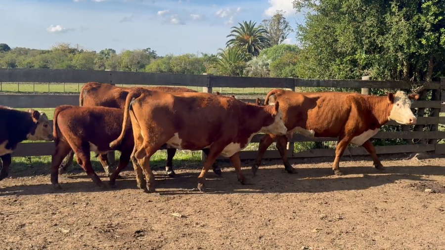 Lote Birriel Hnos y Asociados