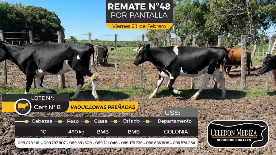Lote 10 Vaquillonas preñadas en Otra Localidad, Colonia