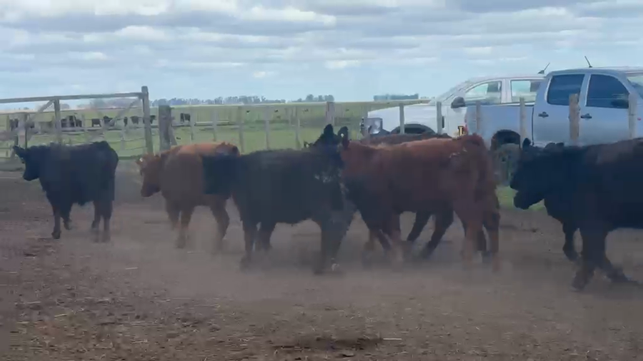 Lote 50 Terneros