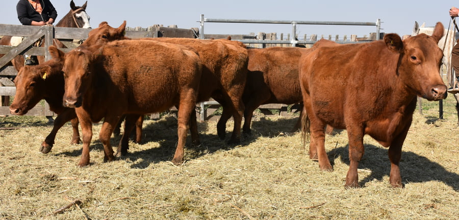 Lote HEMBRAS PURAS CONTROLADAS(COLORADA)(Corral 54)