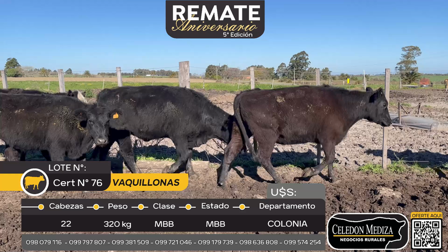 Lote 22 Vaquillonas  en ruta 22 km 20 a 6 km de Tarariras, Colonia