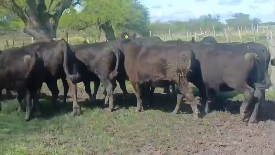 Lote 22 Vaquillonas preñadas