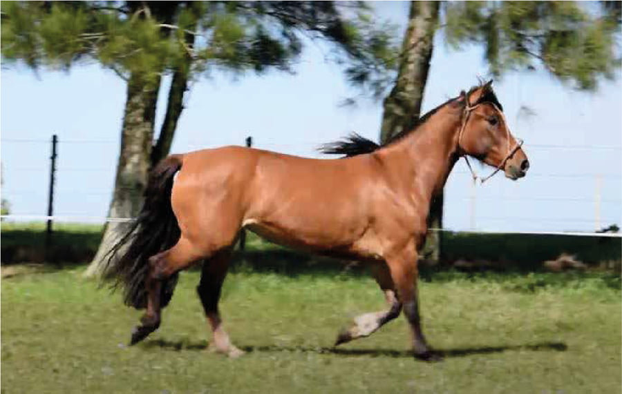 Lote El Gavilán Nicotina (RP 452) Cabaña "El Gavilán"