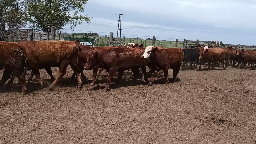 Lote 30 Novillitos en Buenos Aires, 30 de Agosto