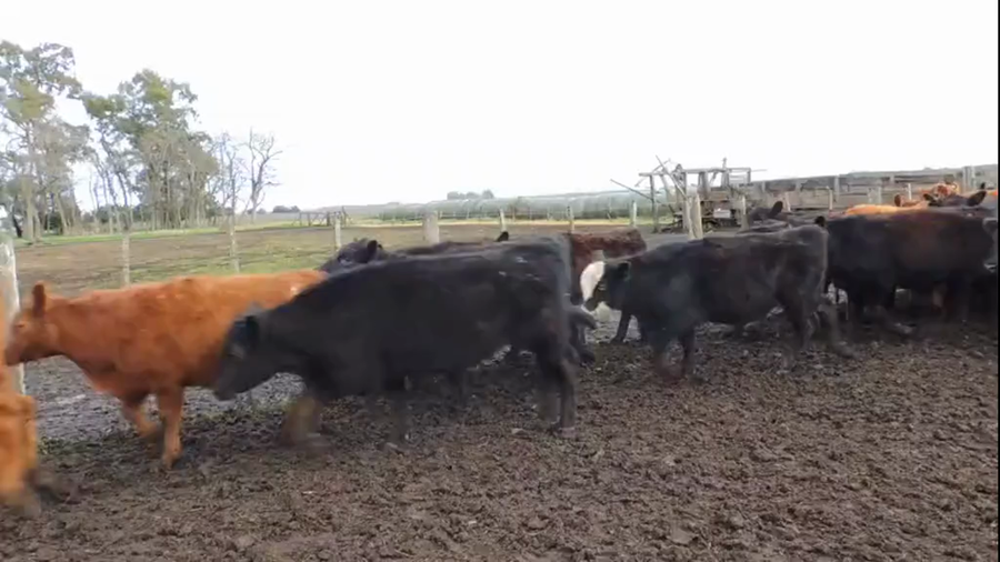 Lote 140 Terneros