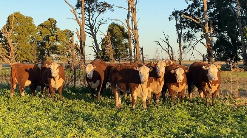 Lote Vivoratá Vaquillonas PR - Preñadas parición otoño 2022