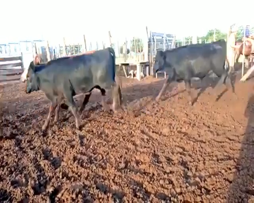 Lote 30 Terneras en Rosales, Córdoba