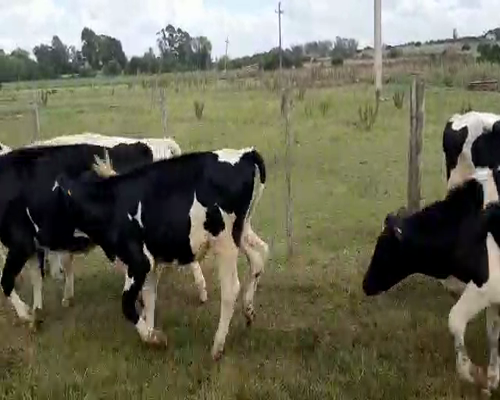 Lote 67 Novillos 1 a 2 años HOLANDO a remate en Pantalla Camy 220kg - , San José