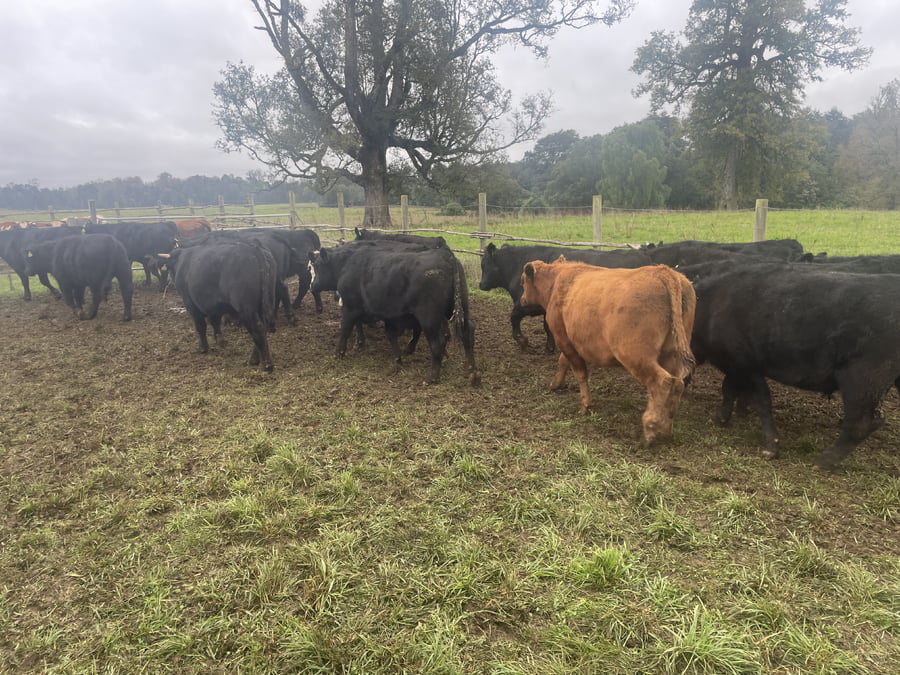 Lote 33 Novillo Engorda en X Región Los Lagos, Puerto Varas